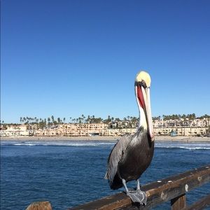 Meet your Posher, Owen